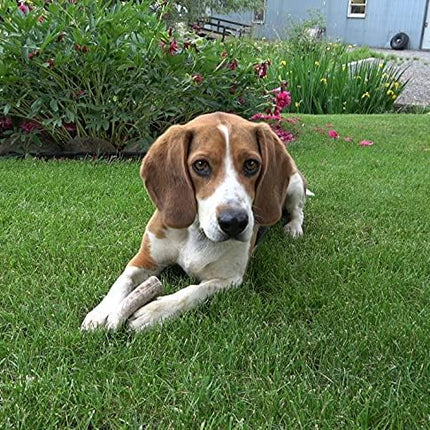 Small Split Single Pack (for 0-20 lb Dogs and Puppies) Premium Grade Elk Antler for Dogs (1 Piece) Sourced in The USA