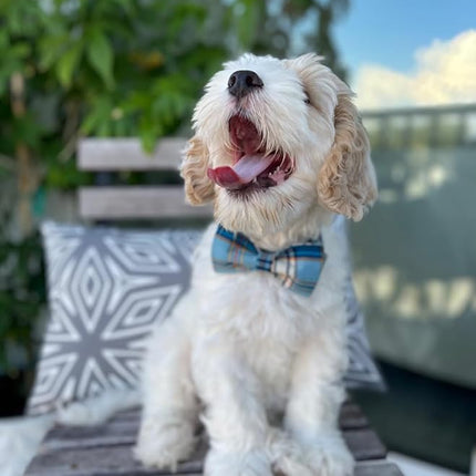 Lionet Paws Boy Dog Collar with Bowtie, Comfortable Adjustable Cute Blue Plaid Bow Tie Collar for Male Puppies and Cats Gift, XXS, Neck 7-11 inches