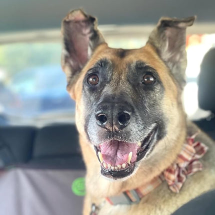 Lionet Paws Fall Dog Collar with Orange Flower, Plastic Buckle for Puppy Small Dog Girl Female Halloween Thanksgiving Day Gift,M,13.5-22 in