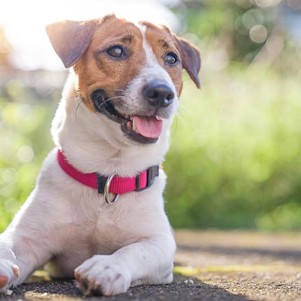 Dog Collar Hot Pink Basic Dog Collars with Breathable Quick Release Nylon Pet Collar for Puppy Small Medium Large Dogs Girl