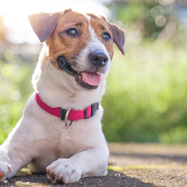 Dog Collar Hot Pink Basic Dog Collars with Breathable Quick Release Nylon Pet Collar for Puppy Small Medium Large Dogs Girl