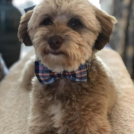 Lionet Paws Dog and Cat Collar with Bowtie Grid Collar Plastic Buckle Light Adjustable Collars for Small Medium Large Dogs