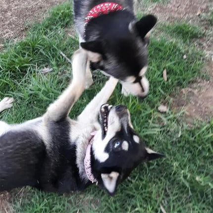 Hoot PU Leather Adjustable Spiked Studded Dog Collar 2" Wide 31 Spikes (S(Neck 17"-20"), Black)