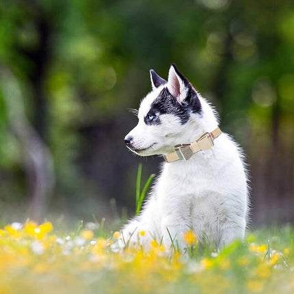 EXPAWLORER Dog Collar and Leash Set - Classic Plaid Dog Bow Tie and Dog Bandana Collar with Bell, Dog Leash Tangle Free, Adjustable Collars for Small Medium Large Dogs Cats, Holiday Ideal Gift