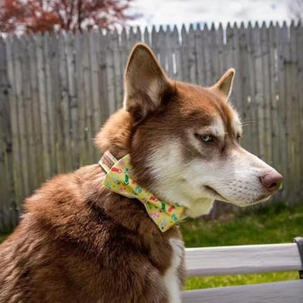 Elegant Little Tail Bowtie Dog Collar for Small to Large Dogs