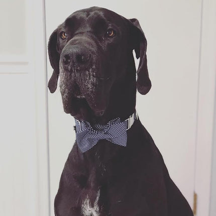 Lionet Paws Boy Dog Collar with Bowtie, Comfortable Adjustable Cute Navy Blue Bow Tie Collar for Male Dogs Gift, Medium, Neck 13.5-22 inches