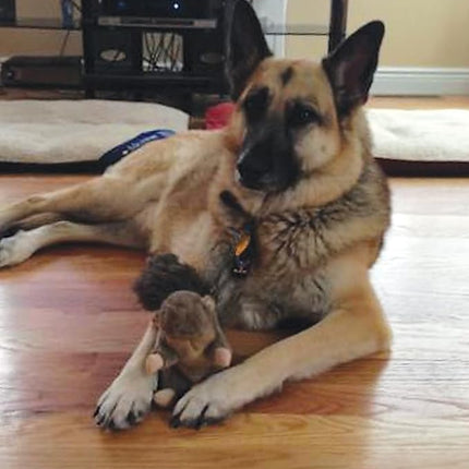 SPOT Woodland Collection Squirrel Dog Toy with Squeaker, Plush Grunting Tug Toy, Interactive Play for All Dog Breeds, 10"