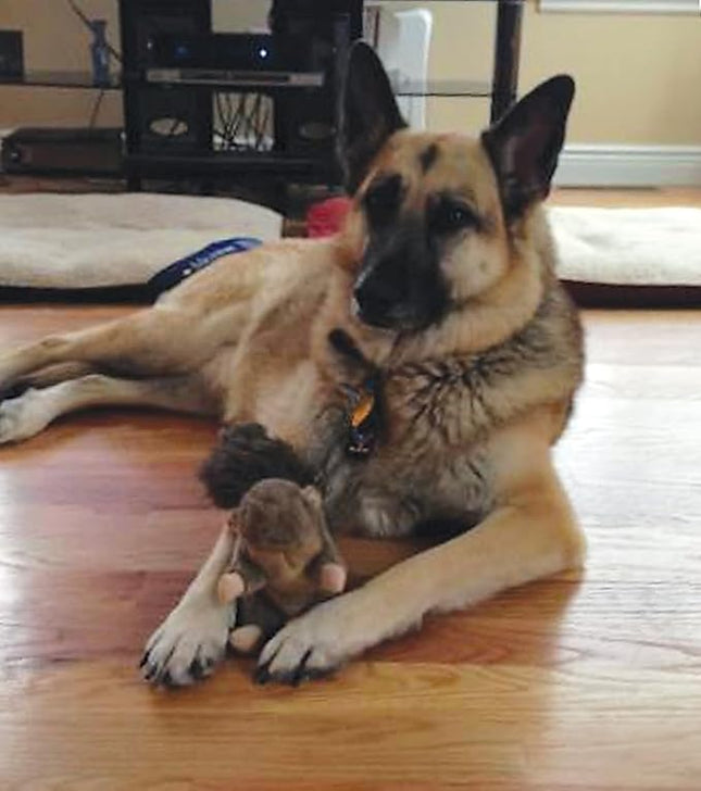 SPOT Woodland Collection Squirrel Dog Toy with Squeaker, Plush Grunting Tug Toy, Interactive Play for All Dog Breeds, 10"