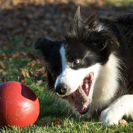 Jolly Pets Push-n-Play Ball Dog Toy, 6 Inches/Medium, Red (306 RD)