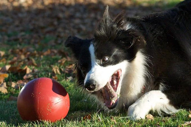 Jolly Pets Push-n-Play Ball Dog Toy, 6 Inches/Medium, Red (306 RD)