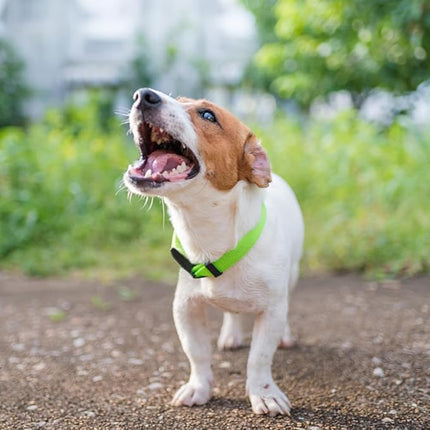 Dog Collar Green Basic Dog Collars with Breathable Quick Release Nylon Pet Collar for Puppy Small Medium Large Dogs Boy Girl