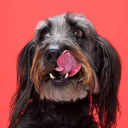 DreamBone Mini Chews, Made with Real Bacon and Cheese Flavor, Rawhide Free Dog Chews, 24 Count