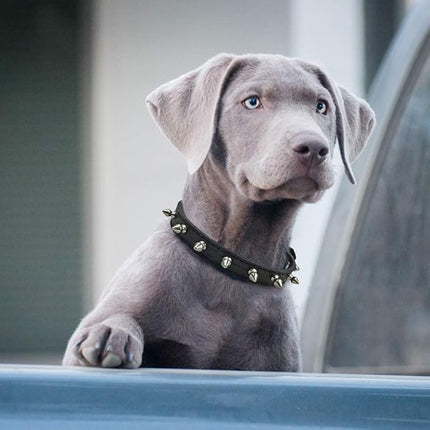 Enjoying Spiked Dog Collar, Leather Spikes Dog Collars for Medium Large Dogs, Adjustable Pet Collar with Rings, Black L