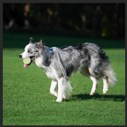 Amazon Basics Dog Toys, Interactive Glow Rubber Balls, (Pack of 3), 2.5 inch, Beige