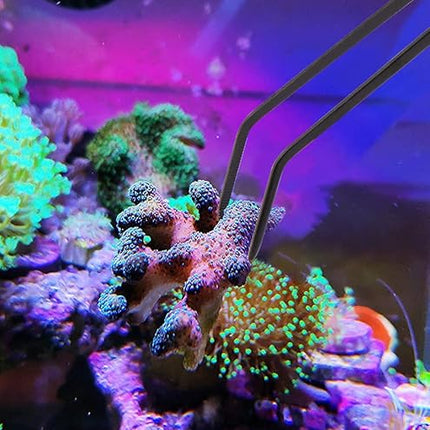 Aquarium Choice Coral Feeder Long Syringe, 2 Units, SPS HPS Marine Reef Coral Feeder Tool, 2 Tweezers for Coral Frag, Fish Excreta Cleaner