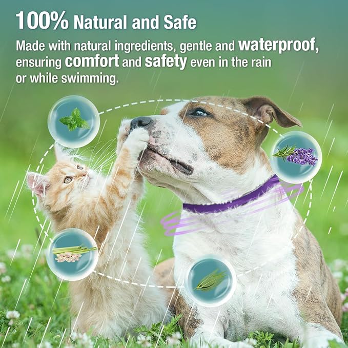 ZingZap Flea & Tick Collar 2-Pack Purple, Protects from Biting Insects, Adjustable Fits Both Dogs & Cats, Built-in Plant Based Formula, Slow Release Lasting Protection, Waterproof