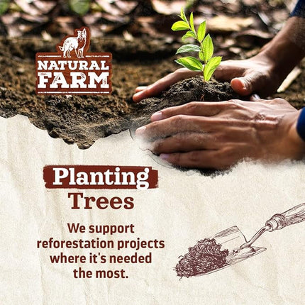 Natural Farm Odor-Free Braided Bully Sticks (6 Inch, 10 Pack) - 100% Grass-Fed Beef, Grain-Free, Low Fat & Fully Digestible Dental Treats - Safest Long Lasting Pizzle Chews to Keep Your Dog Busy