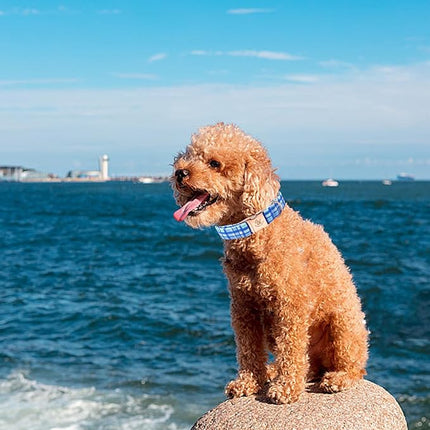 Elegant Little Tail Blue Plaid Pattern XL Dog Collar, Unique Seasonal Design, Adult Large Dogs