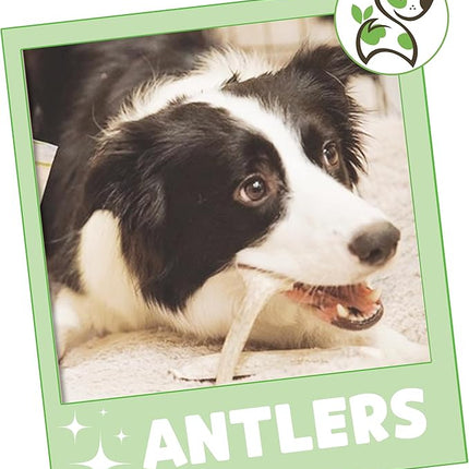 Nature Gnaws Antlers for Dogs (8oz) - Mix of Elk and Deer Antler - Variety of Split and Whole Pieces - Long Lasting for Aggressive Chewers and Large Dogs