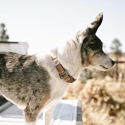 Carhartt Nylon Duck Dog Collar, Fully Adjustable Durable 2-Ply Cordura Nylon Canvas Collars for Dogs, Carhartt Brown, Medium