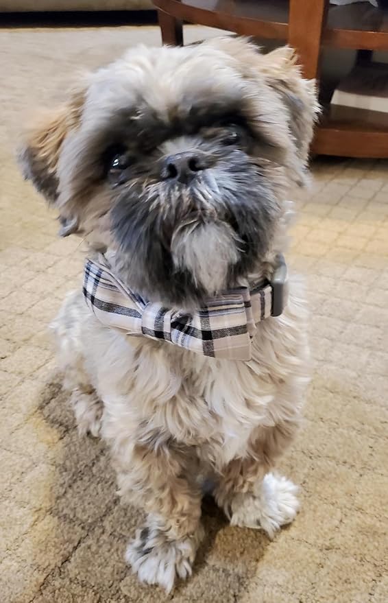 Lionet Paws Dog and Cat Collar with Bowtie Grid Collar Plastic Buckle Light Adjustable Collars for Small Medium Large Dogs