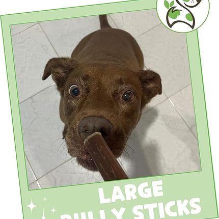 Nature Gnaws Large Bully Sticks for Dogs 11-12" (5 Count) - Thick Long Lasting for Aggressive Chewers and Large Dogs - Natural Beef Dog Chew Bones