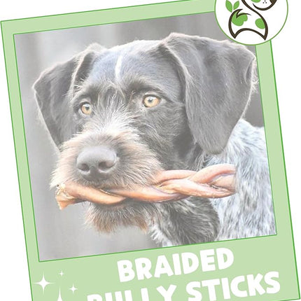 Nature Gnaws Braided Bully Sticks for Dogs 5-6" (10 Count) - Long Lasting for Small and Medium Dogs - Natural Beef Dog Chew Bones - Rawhide Free
