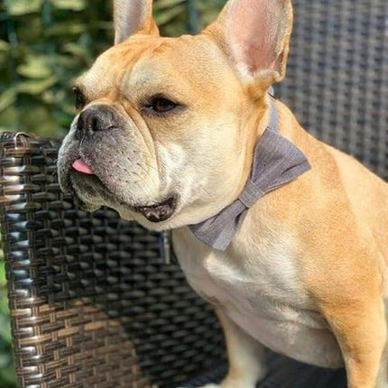 Lionet Paws Dog Collar with Bowtie, Durable Adjustable and Comfortable Collar for XX-Small Dogs and Cats, Neck 7-11in