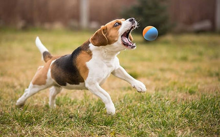 Snug Rubber Dog Balls for Small and Medium Dogs - Tennis Ball Size - Virtually Indestructible (3 Pack - Original)
