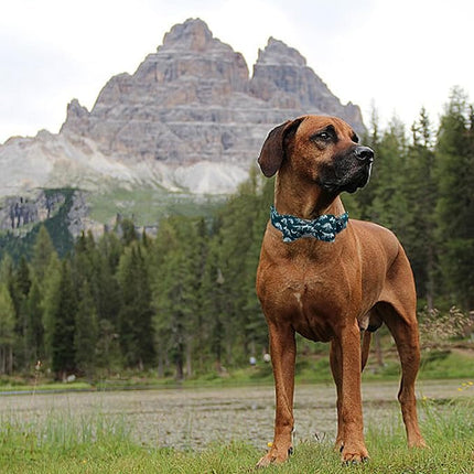 Elegant little tail Dog Collar, Dinosaurs Print Pet Collars with Bow Soft Cutton Boy Puppy Gift Adjustable Blue Bowtie Dog Collar for Large Dogs