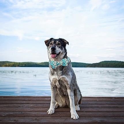 Elegant Little Tail Blue Plaid Dog Collar with Bow - Soft Adjustable for Small to Large Dogs