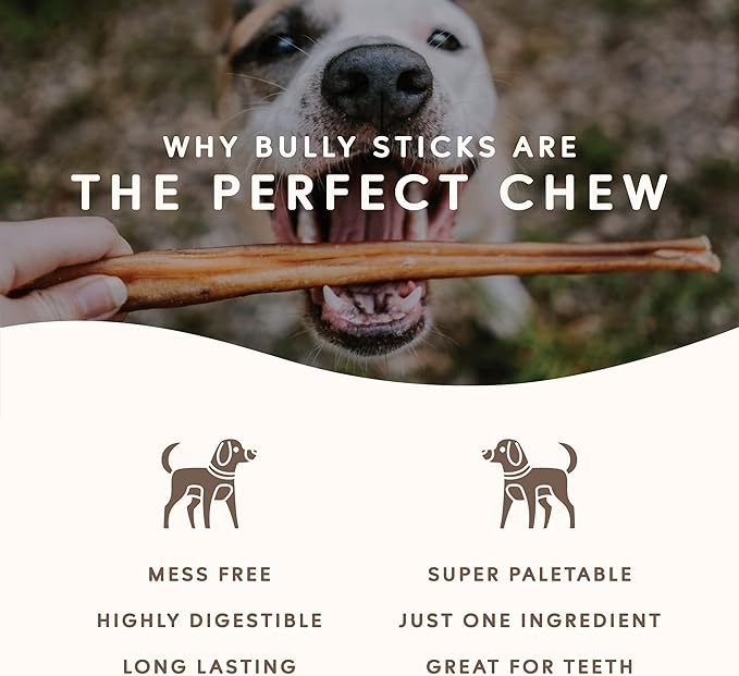 Earthly Maplewood Smoked Large Bully Sticks - Large Dog Chews, Thick Sticks - Grass Fed, All Natural, Made in Canada (12-inch, 10 Pack)