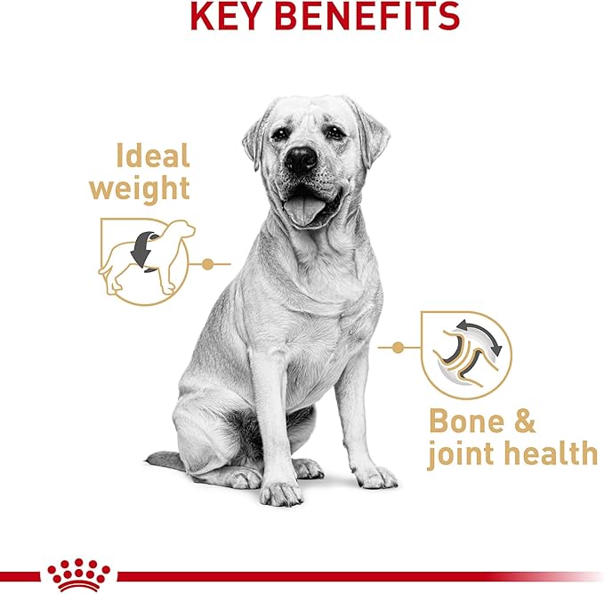 Royal Canin Breed Health Nutrition Labrador Retriever Adult Loaf in Sauce Dog Food, 13.5 oz (Pack of 12)