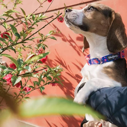 Blueberry Pet 7 Patterns Spring Scent Inspired Rose Print Irish Blue Adjustable Dog Collar, X-Small, Neck 8"-11"