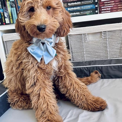 Lionet Paws Bowtie Dog Collar - Comfortable Silk Dog Collar with Detachable Bow Tie for Medium Dogs, Neck 13.5-22 Inches