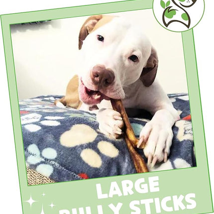 Nature Gnaws Large Bully Sticks for Dogs 5-6" (3 Count) - Thick Long Lasting for Aggressive Chewers and Large Dogs - Natural Beef Dog Chew Bones