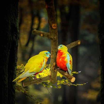 Bird Perch Nature Apple Hard Wood Stand, Parrot Stand Toy Branch Platform Paw Grinding Stick for Small Parakeets Cockatiels Conures Parrots Love Birds Finches Cage Accessories (Set 1)