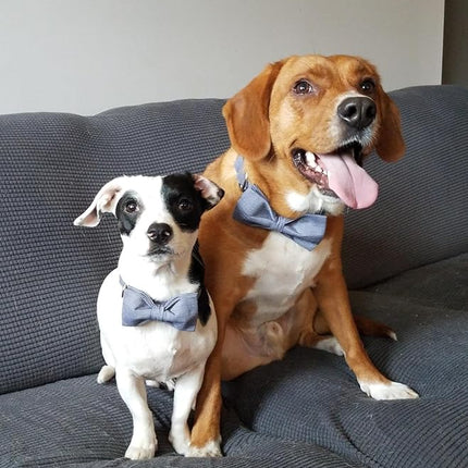 Lionet Paws Dog Collar with Bowtie, Durable Adjustable and Comfortable Collar for XX-Small Dogs and Cats, Neck 7-11in