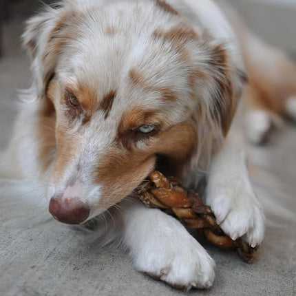 Redbarn Pet Products All-Natural 7" Braided Bully Sticks for Dogs - Premium Slow Roasted Long Lasting Chews Made with 100% Beef - Healthy Single Ingredient Low Odor - 8 Count - Packaging May Vary