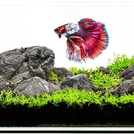 Ultum Nature Systems Ultra Clear Rimless Aquarium - Low Iron Glass Fish Tank with 45° Mitered Edges, 5mm-12mm Thick, Leveling Mat Included (3N, Nano, 3 Gallon)