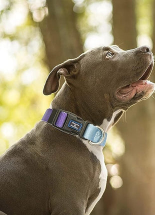 Roses&Poetry Reflective Dog Collar with Gradient Violet, Adjustable Durable Pet Collars for Small Medium Large Dogs (Violet-M)