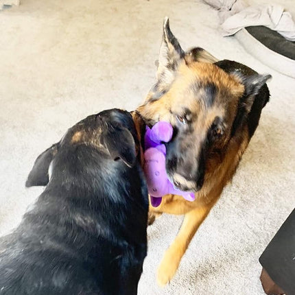 Jalousie 5 Pack 12'' Dog Toys Assortment - Plush Squeaky Toys for Medium to Large Breeds - Raccoon, Elk, Hippo, Fox, Sloth