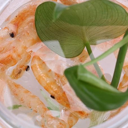 Premium Freeze-Dried Krill & Shrimp Mix - Ideal for Arowana, Koi, Tropical Cichlids, and Turtles - High-Protein Floating Aquarium Food (3000ml)