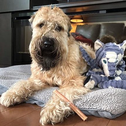 Bully Bunches Premium 6 Inch Standard Odor-Free Bully Sticks for Small to Medium Dogs & Puppies - Long Lasting Chews for Oral Care - All Natural, 100% Beef Dog Treats, Rawhide Free (5 Pack)