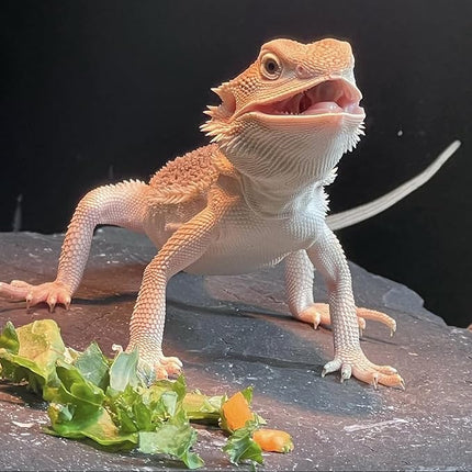 Extra Large 15.7 × 11.8" Reptile Basking Platform, Reptile Slate, Basking Rock, Slate Tiles Rocks for Reptiles,Terrarium Bowls for Bearded Dragon Tortoise Turtle Ball Python Snake Lizard Gecko