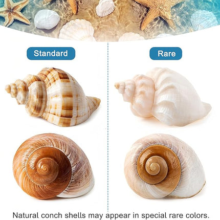 5PCS Large Hermit Crab Shells | Natural Sea Conch Size 2.8" - 3.9", Opening Size 1.5" - 2.5" | Turbo Seashells for Hermit Crab Supplies and Beach Decoration Large Sea Shell