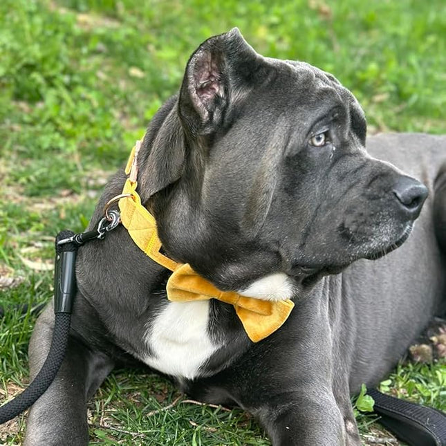 ARING PET Bowtie Dog Collar-Velvet Dog Collars with Detachable Bowtie, Adorable&Soft Yellow Dog Collar.