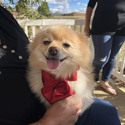 Lionet Paws Bowtie Dog Collar - Comfortable Silk Dog Collar with Detachable Bow Tie for Small Dogs, Neck 10-16 Inches