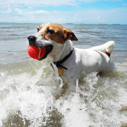 AMA SPORT Tennis Balls for Dogs 12 Pack 2.5" Multi Colors Dog Tennis Balls for Puppy Small Medium Dog Toys, Designed for Dogs Floating Water-Hunting Fetch Fun Playing Daily Exercise Mid-air Catching