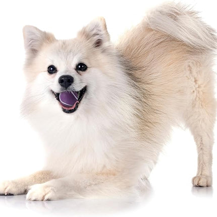 Playology Dog Toys | Squeaky Chew Ball - Bouncy Durable Floating Fetch Ball for Dogs, Value 3-Pack | Small Bacon Scented Toy - Easy to Clean and Made from Non Toxic Materials